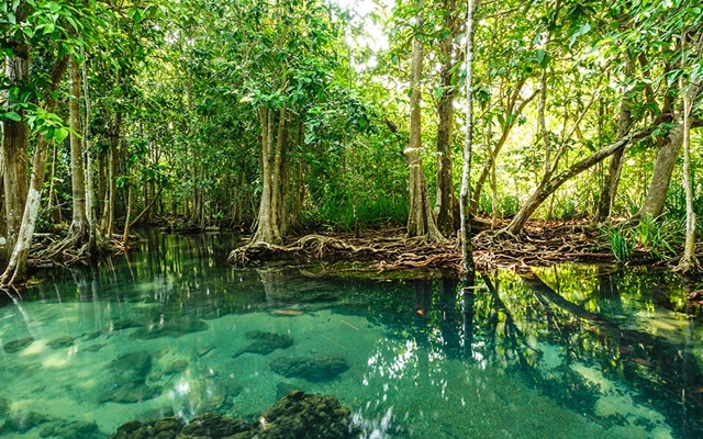 KLHK Gandeng Koalisi Lestari Hutanku Akan Tanam 10.000 Mangrove di 10 Kota
